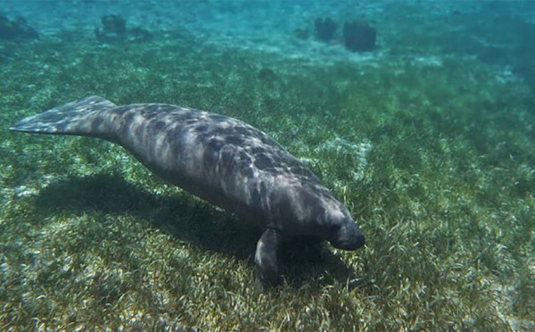 Manatee at hol Chan july 2010