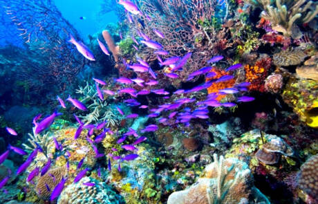 Ramon's Village Resort - Diving