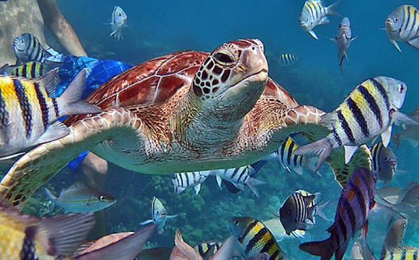 Ramons-Website-Diving-1