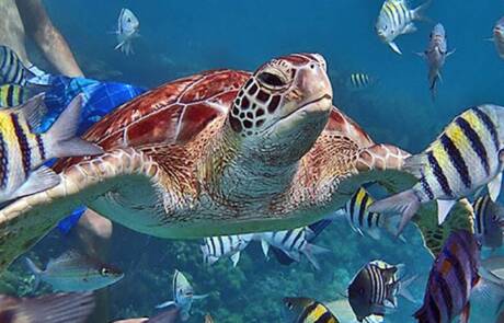 Ramon's Village Resort - Diving
