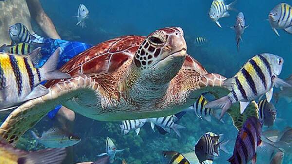 Ramon’s Village Resort – Diving Ramon's Village Resort - Diving