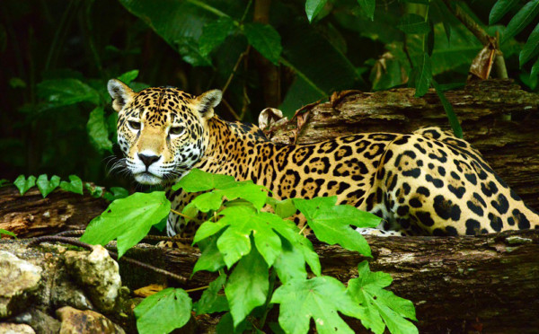 about-belize-8