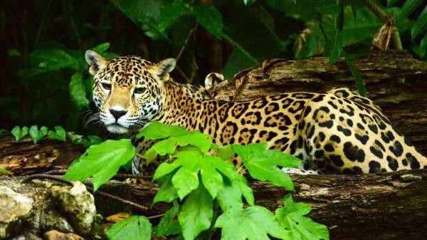 Ramon's Village Resort - Island Adventures