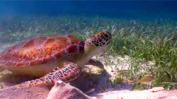 Ramon’s Village Resort – Diving Ramon's Village Resort - Diving