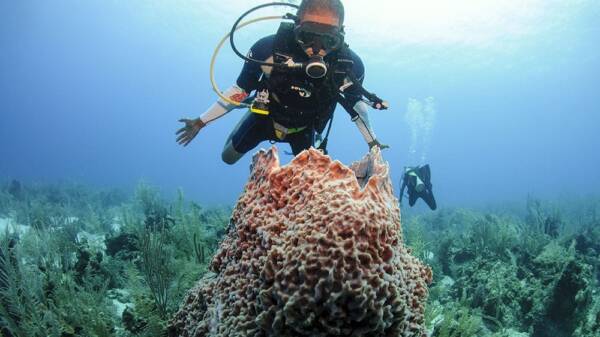 Ramon’s Village Resort – Diving Ramon's Village Resort - Diving